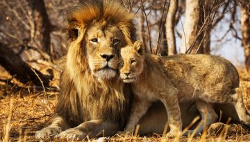 Father's Rights - Male Lion with Cub