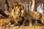 Father's Rights - Male Lion with Cub